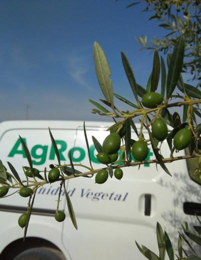 plaga-olivar-agrocast-sevilla