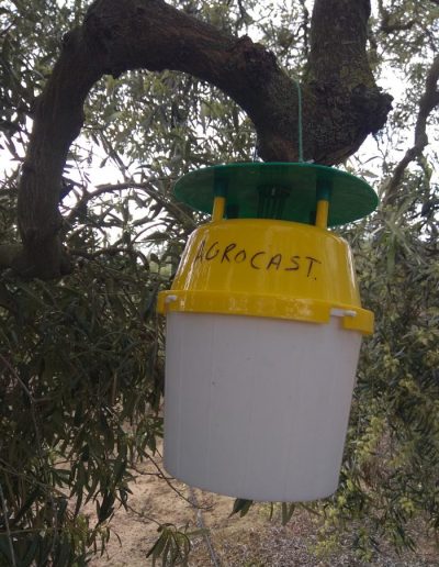 plaga-olivar-agrocast-sevilla-2